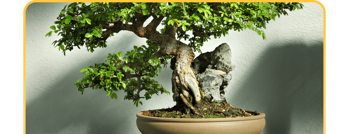 

													Ficus Willow Leaf

												