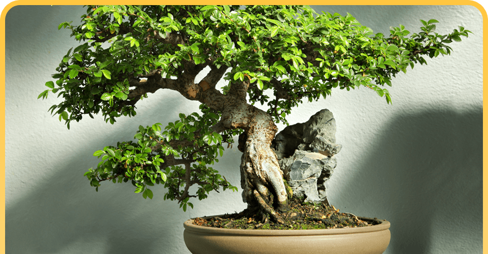 

													Ficus Willow Leaf

												