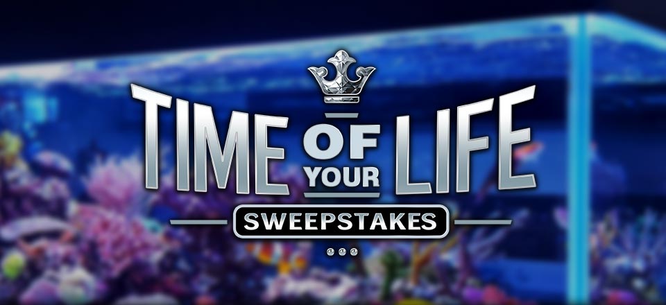 

											Time Of Your Life Sweepstakes

										